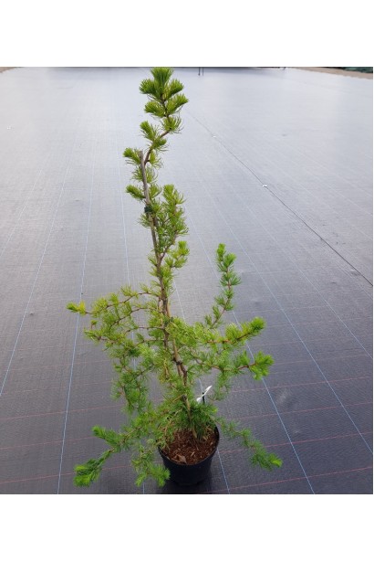 Модрина японська Діана в горщику 5 л